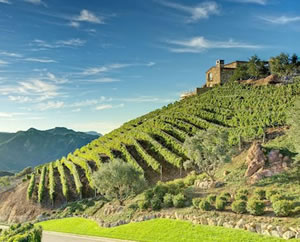 Southern California vineyards by American Luxury Limousine