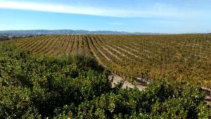 Santa Ynez wine country